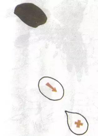 写意花鸟配景石的画法,干货写意花鸟类的画法