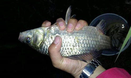 夜钓时遇见哪些恐怖的事情,夜钓怪异的事