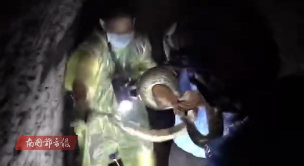 马路惊现巨型蟒蛇,臭水沟惊现巨大蟒蛇