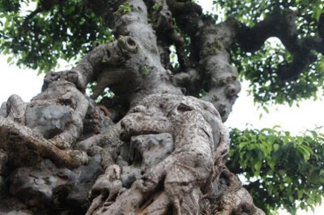 越南盆景树多少钱一棵,越南小伙千万盆景