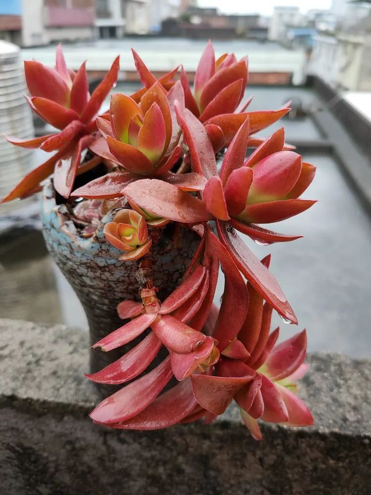 疫情期间在家欣赏多肉,疫情期间被多肉治愈