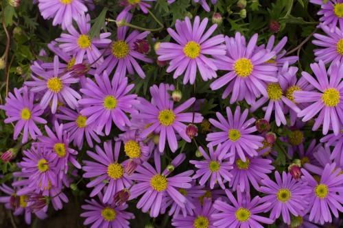 临沂翠菊培育,翠菊培育