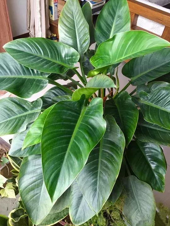 绿萝十大净化空气植物,好养适合新手净化空气的植物