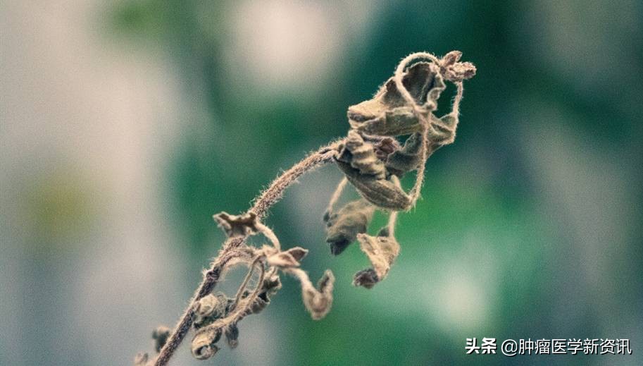 得了癌症更令人绝望的事,面对癌症人体可以自愈