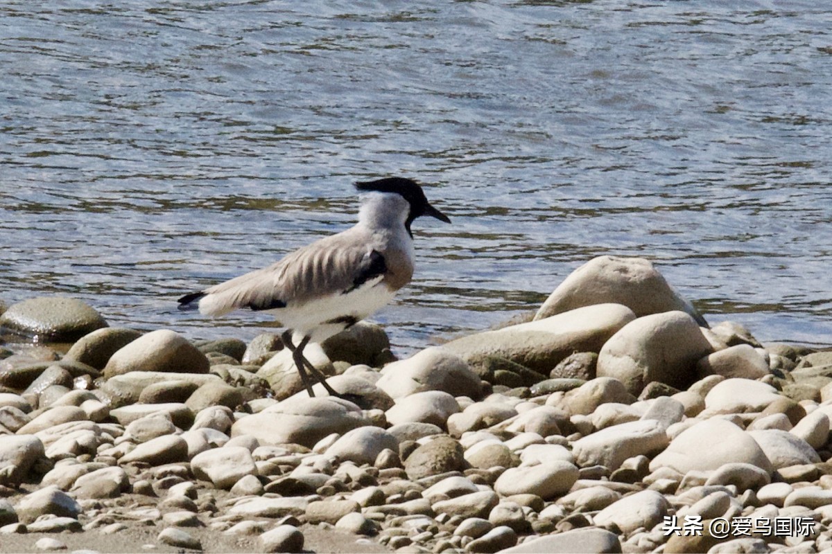 鐖遍笩绉戞櫘楦熺被鎽勫奖,鐖遍笩鎶ら笩绉戞櫘