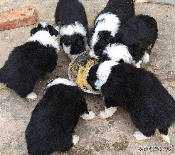 家养宠物犬有哪些,家养又具备护卫的犬