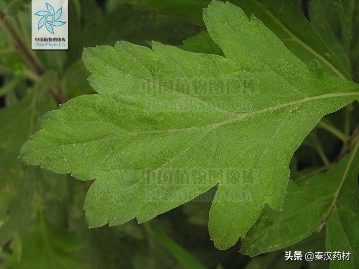 艾蒿植物,艾蒿类植物有哪些