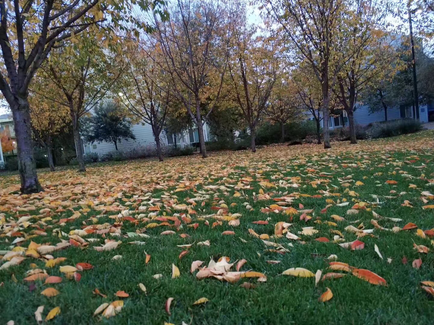 杜克世界排名多少,杜克大学福库商学院2021世界排名