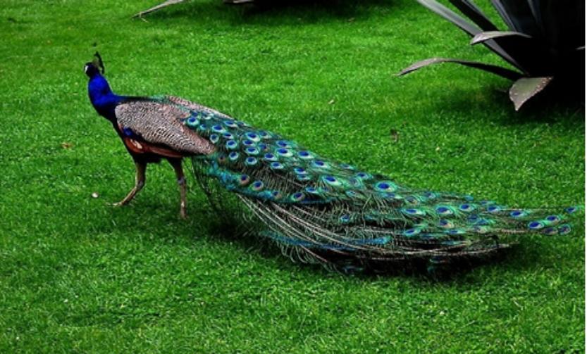 孔雀线描小学生一等奖画大全,黑色卡纸高光笔线描创意画孔雀