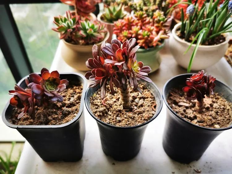 多肉砍头的怎么养,多肉怎么砍头才能爆发