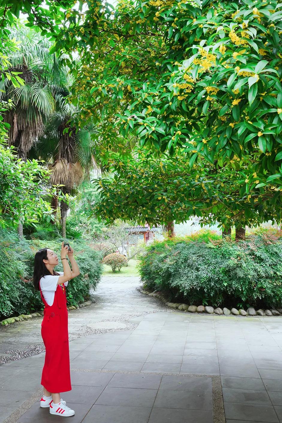 双流，我被你香醒了