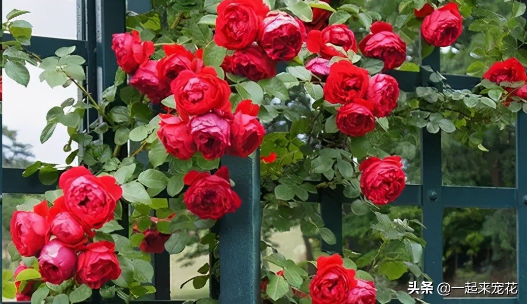 月季花质量排行榜,十大高颜值月季