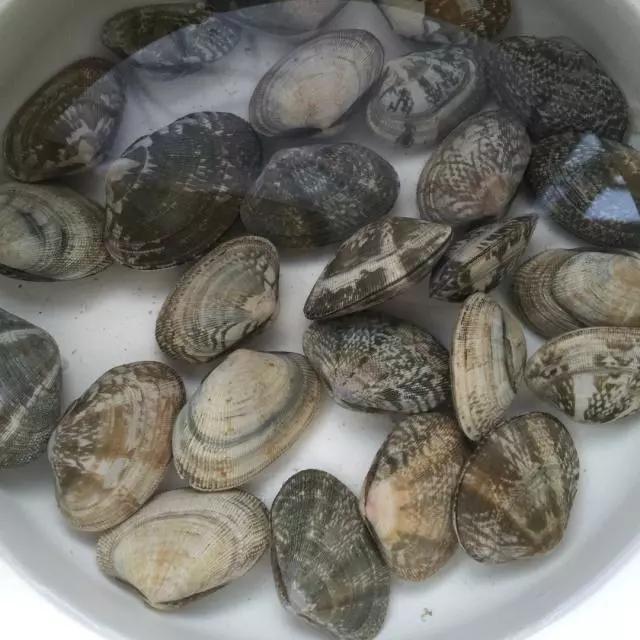 黄蚬子怎么吐沙最快方法,花蚬子怎么泡出沙子