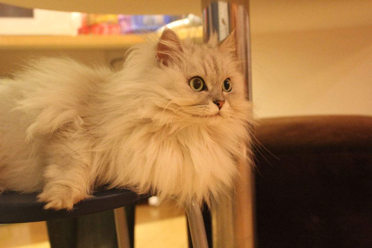 新手养猫科学纠正猫咪不良行为,分享养猫咪日常生活习惯的铲屎官