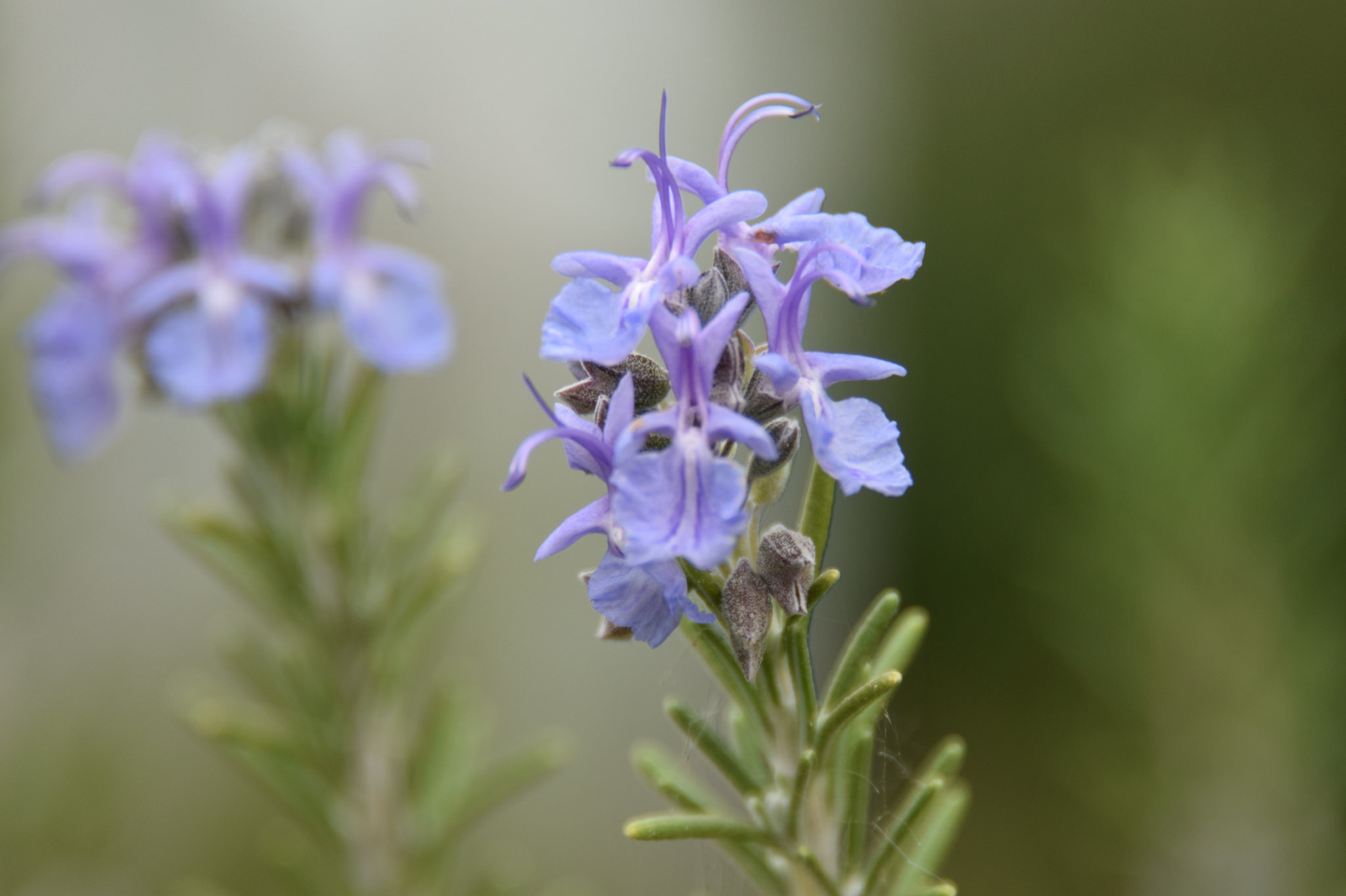驱蚊最好的6种植物,这10种观赏植物驱蚊效果好