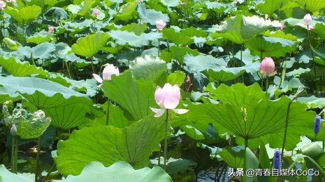 深圳荷花公园好去处,深圳荷花景点推荐