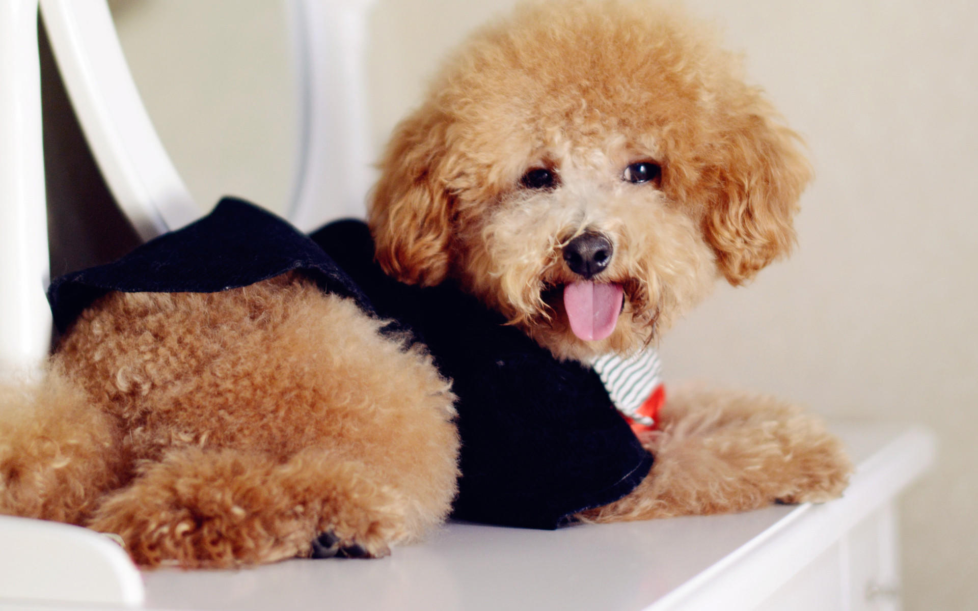 我怀孕了婆婆说养不起不愿意要,我怀孕了婆婆不让我养猫怎么办