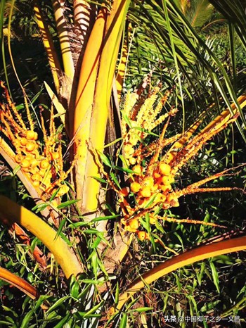 椰乡文昌百年摇钱树钱景无限