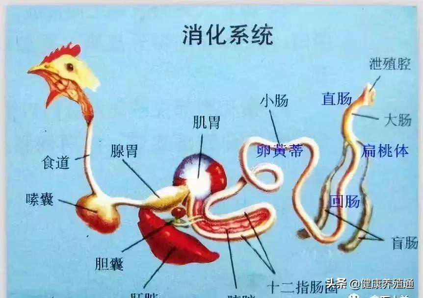 家禽与家禽解剖的不同点,家禽疾病诊断及解剖步骤