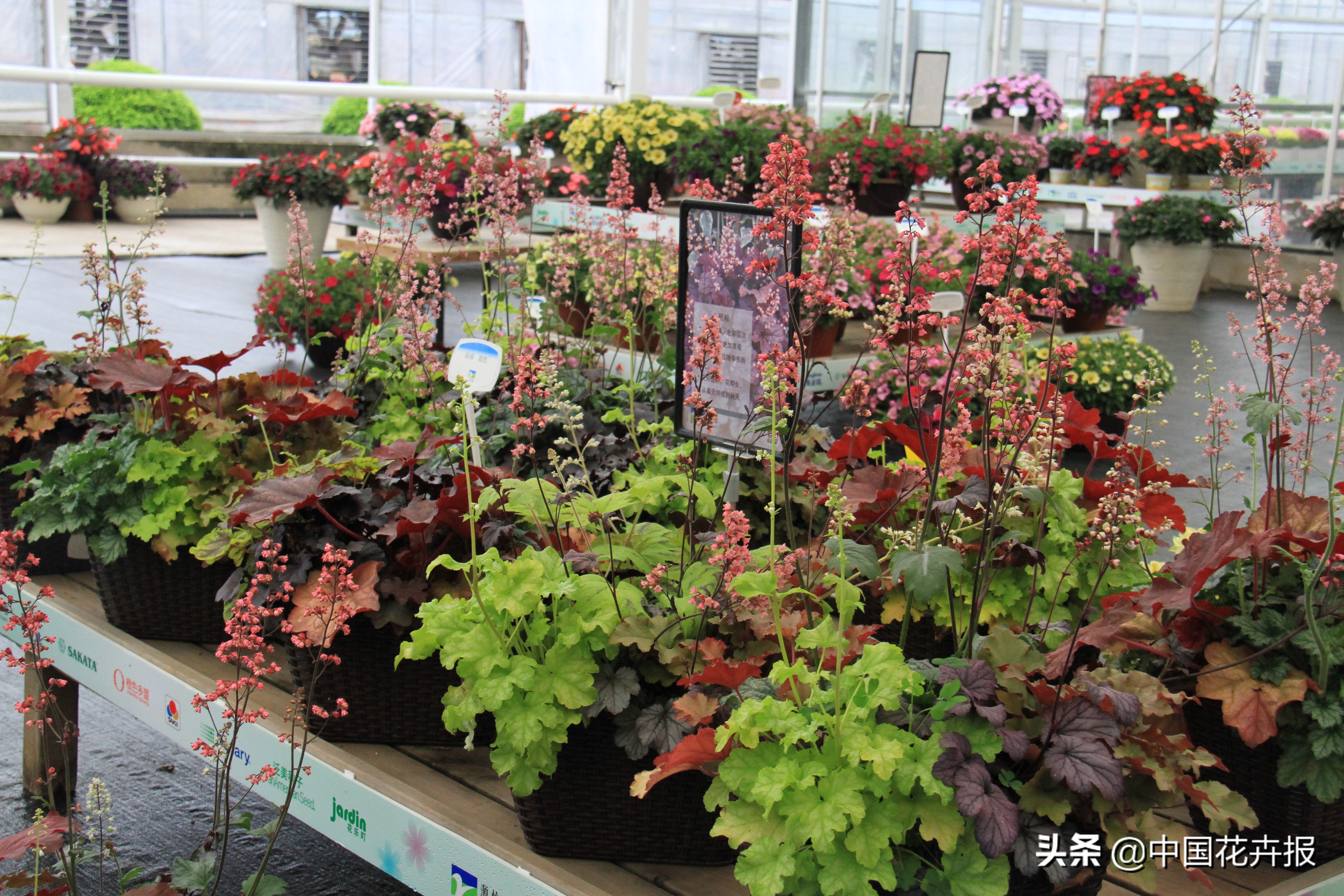 花园必备植物大全,花园常用植物科普