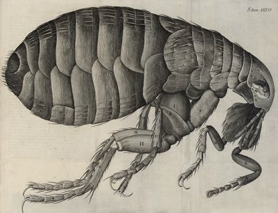 探索微观世界显微镜发展史,显微镜下的微观世界怎么展示