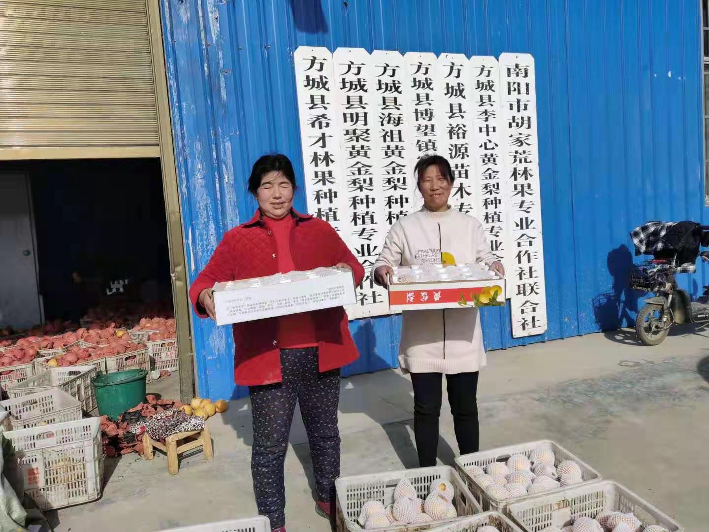 南阳有机黄金梨,河南南阳黄金梨十年甜如蜜