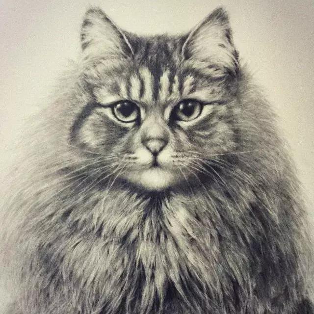 好看的动物素描,一看就会的动物素描