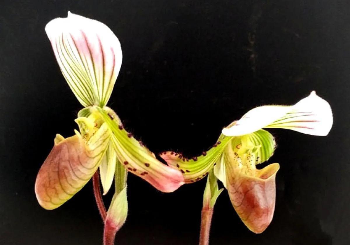 兰花高洁的古诗,高洁典雅的兰花壁纸