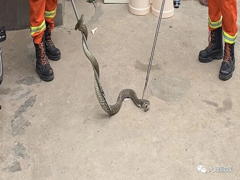 夏天小心蛇出没,小心蛇出没夏秋季节