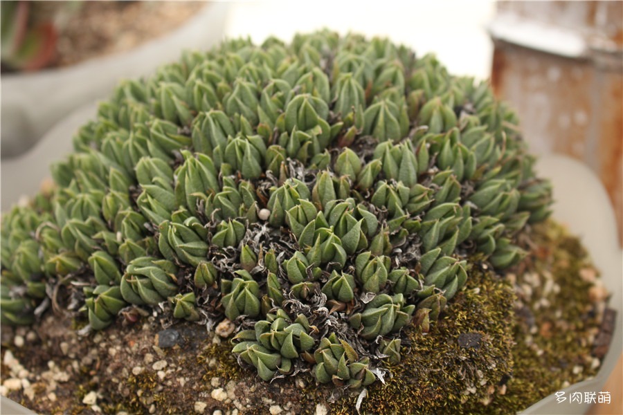 多肉青苔铺面,多肉各种铺面