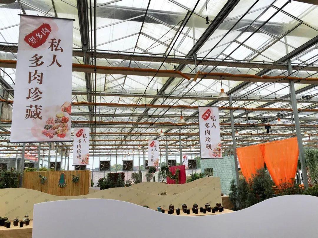 多肉直播一棵包邮,一棵多肉600万出售