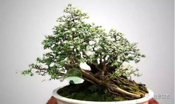 48种绝世盆景,绝世惊艳之作