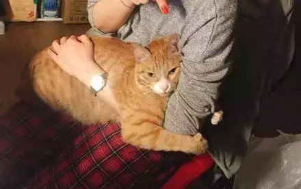 养猫包包,养猫保健药