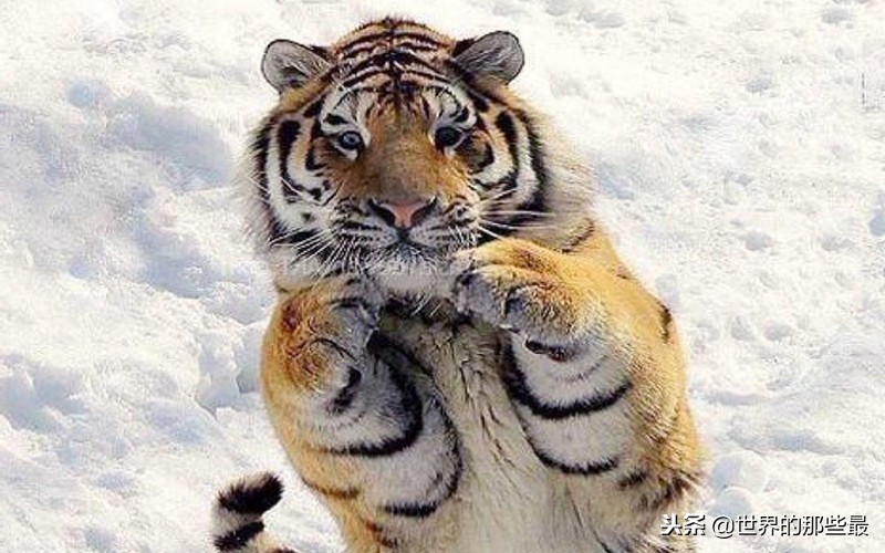 老虎狮子豹子大猩猩棕熊熊猫,老虎狮子和棕熊打架谁会赢