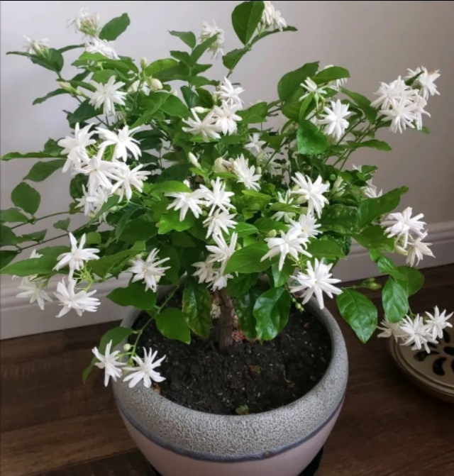 人养花花养人养花养出好心情,适合家养的盆栽花卉大全