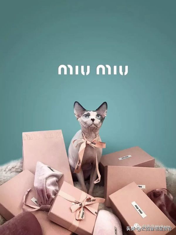 大家的包包和宠物,都太可爱了!