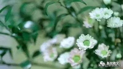 文学雅与俗的相对性,当代文学中雅与俗