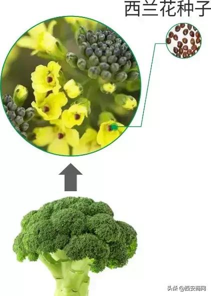 新品类健康力作：SFN西兰花植物饮料