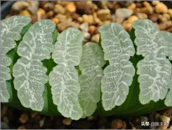 十大最贵法师多肉排行榜,玉露多肉最贵多少钱一棵