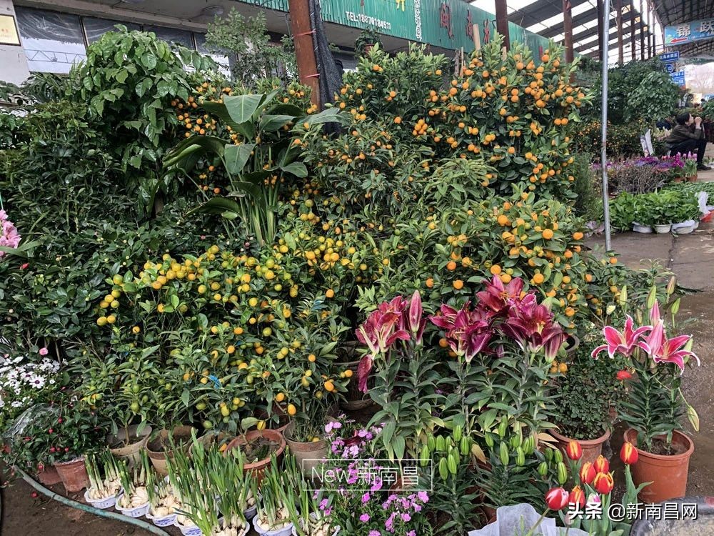 南昌花市有哪些地方,南昌花市批发市场