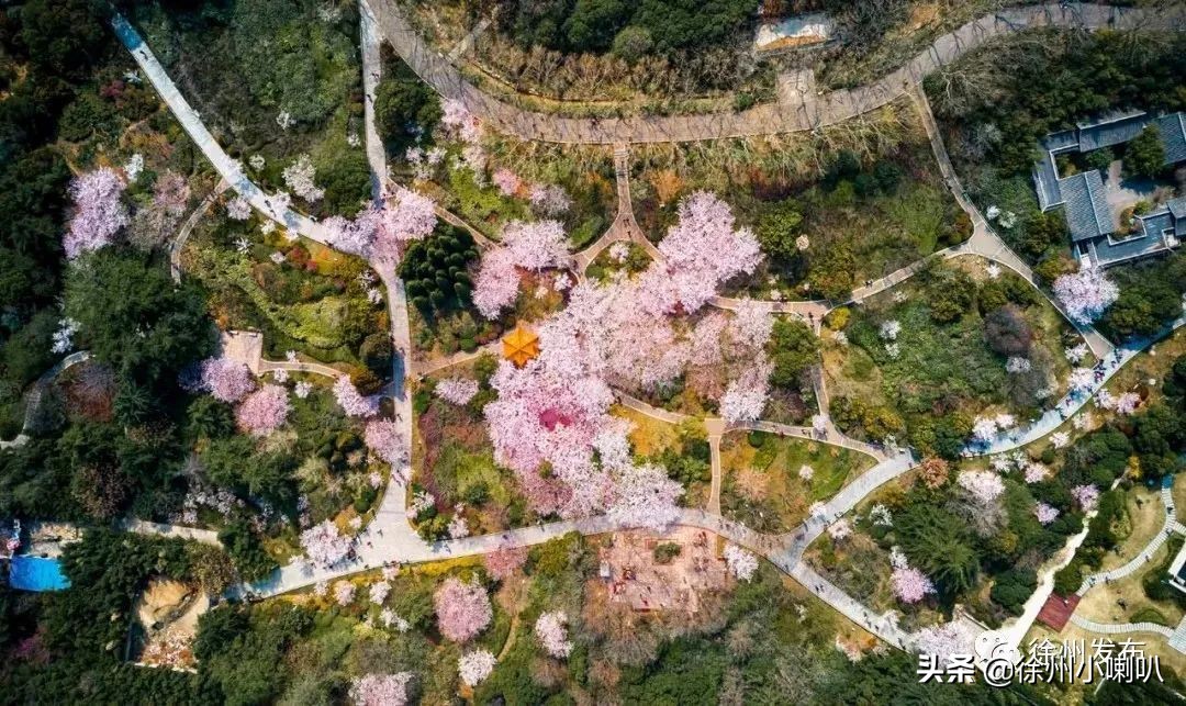 徐州彭祖园樱花节几号开始,徐州彭祖园樱花树开的太美了