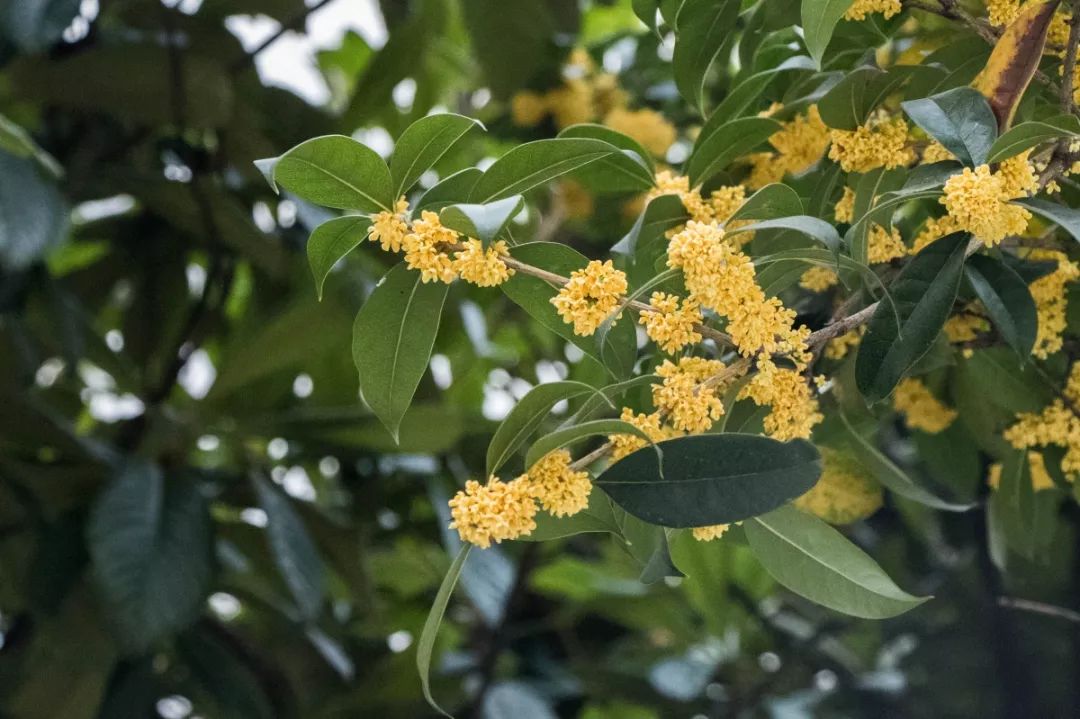 长长长长长白街，串起秦淮白下的爱恨情仇