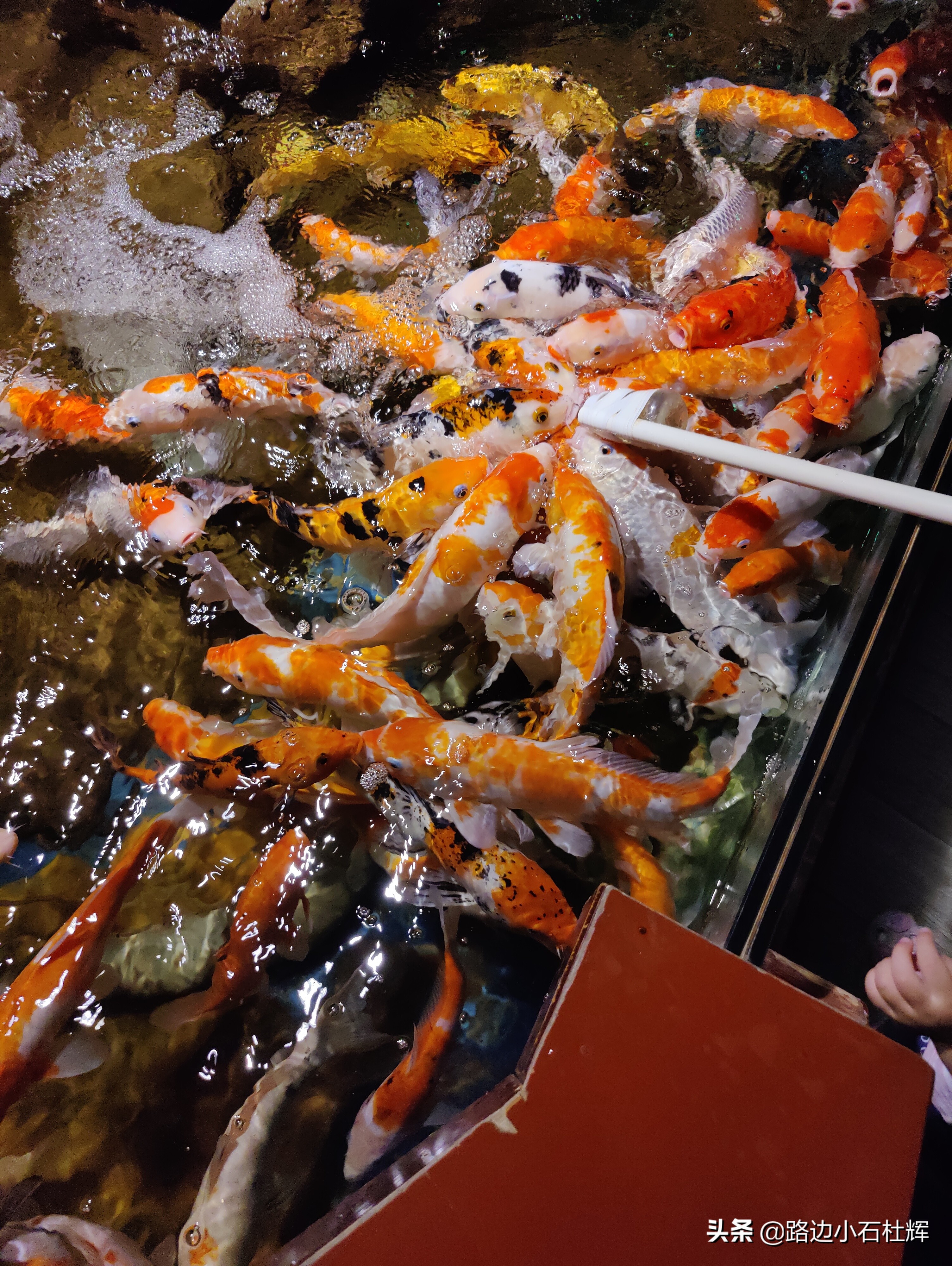 北京海洋馆海底世界和动物园攻略,游北京动物园海洋馆