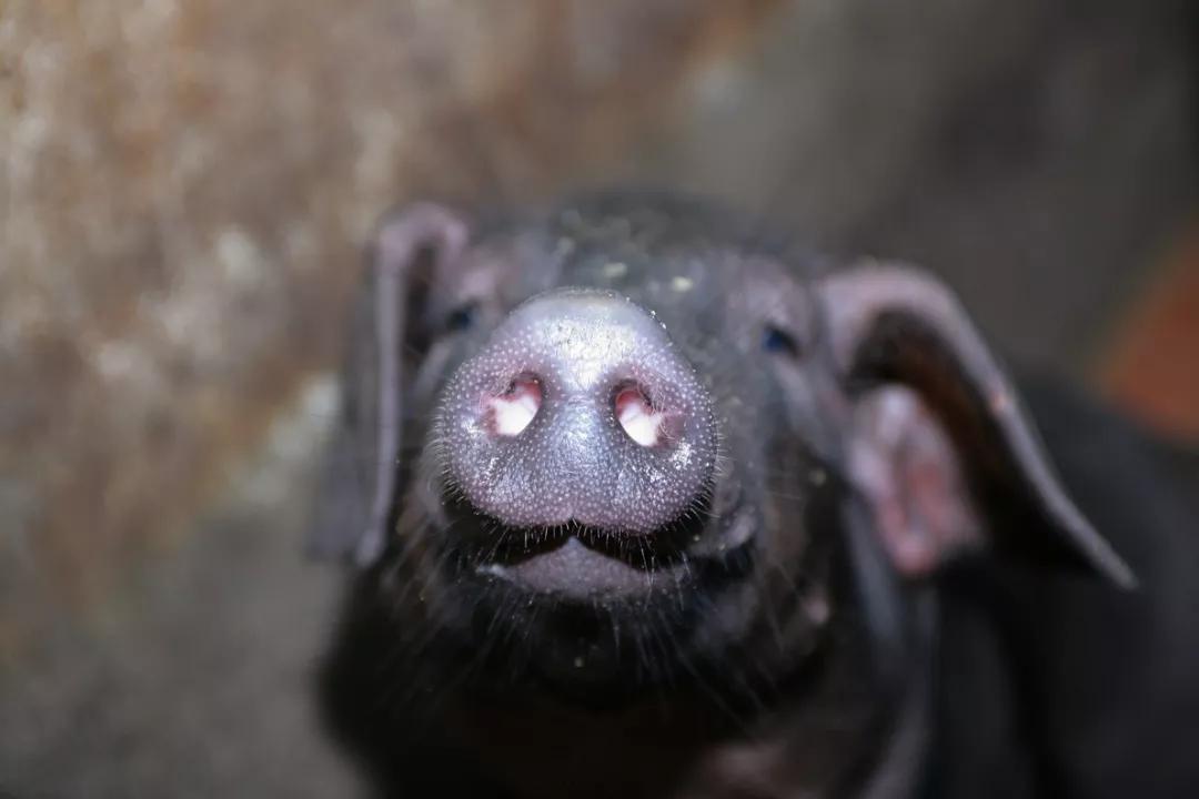 猪肉是怎么形成的,吃了那么多年的火腿肠你知道吗