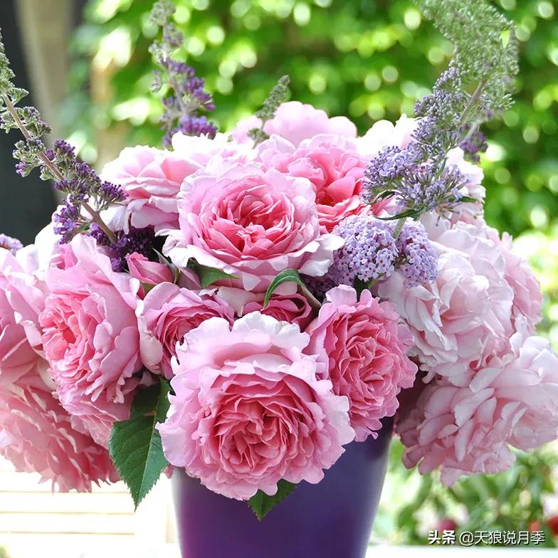 浪漫者的情怀，实用派的操作，一起来邂逅这8款法式月季