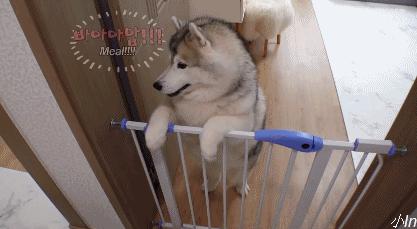 二哈减肥,为什么二哈会变瘦