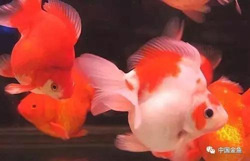 养金鱼的技巧和方法方便简单,初养金鱼的技巧和方法