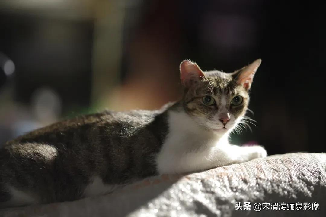 pentax十大经典相机,pentax好吗