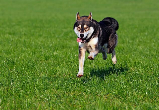 狗狗大便带血怎么办,泰迪狗狗大便有血怎么回事