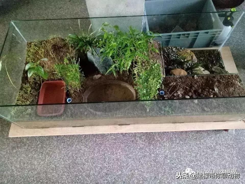 丛林造景黄缘龟池设计图大全,龟宝宝黄缘龟生态缸造景教程